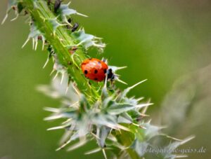 Marienkäfer auf einer Distel II