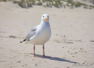 Möwe am Strand auf Spiekeroog