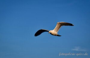 Möwe an der Ostsee