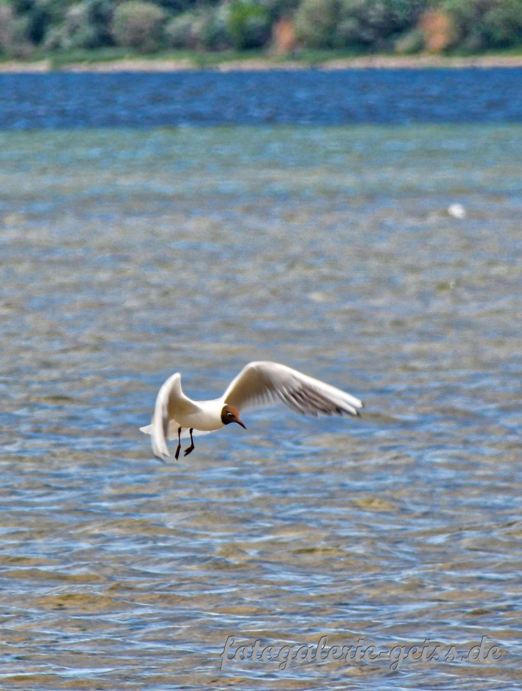 Möwe an der Ostsee I