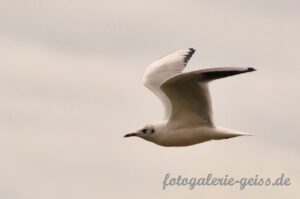 Möwe fliegt über den Chiemsee bei Übersee