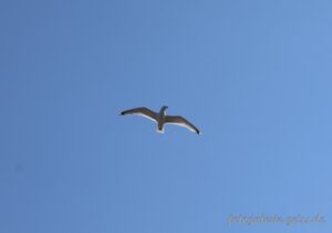 Möwe fliegt über der Ostsee bei Boltenhagen