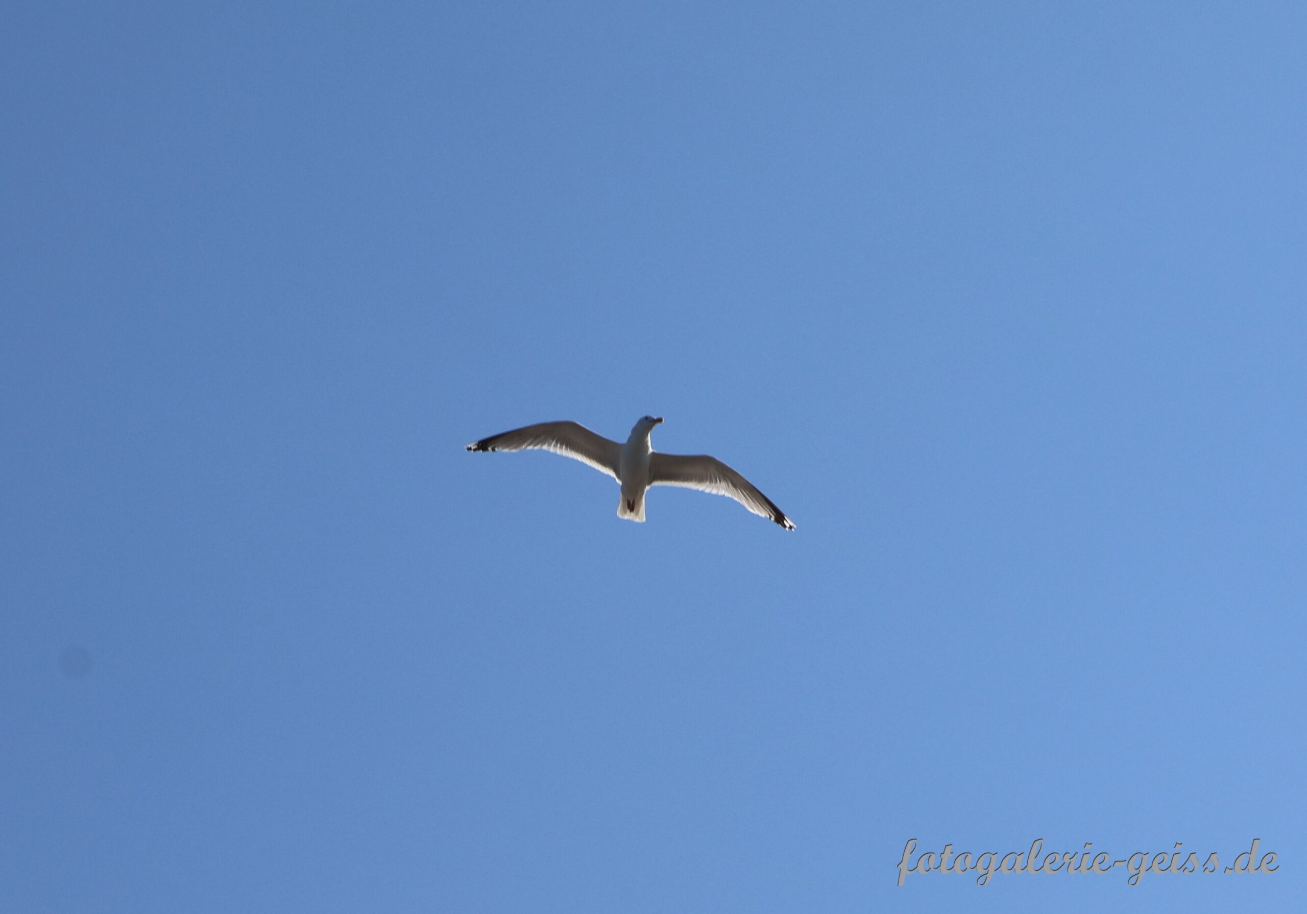 Möwe fliegt über der Ostsee bei Boltenhagen