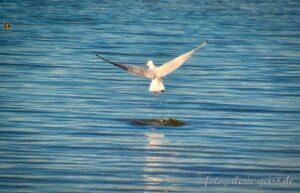 Möwe im Strandbad Übersee X