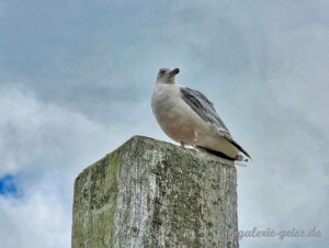 Möwe in Bensersiel