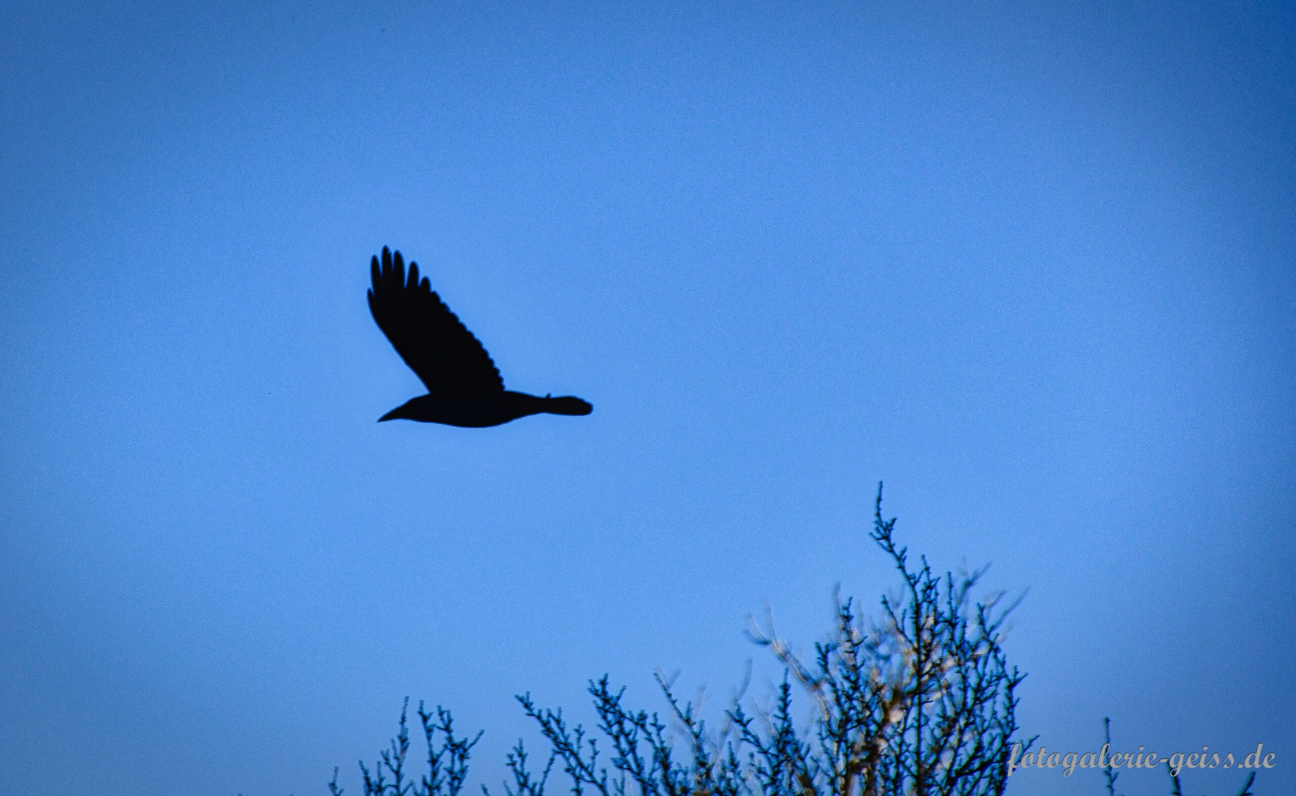 Rabe im Flug