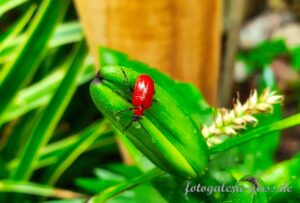 Roter Käfer auf grünem Blatt