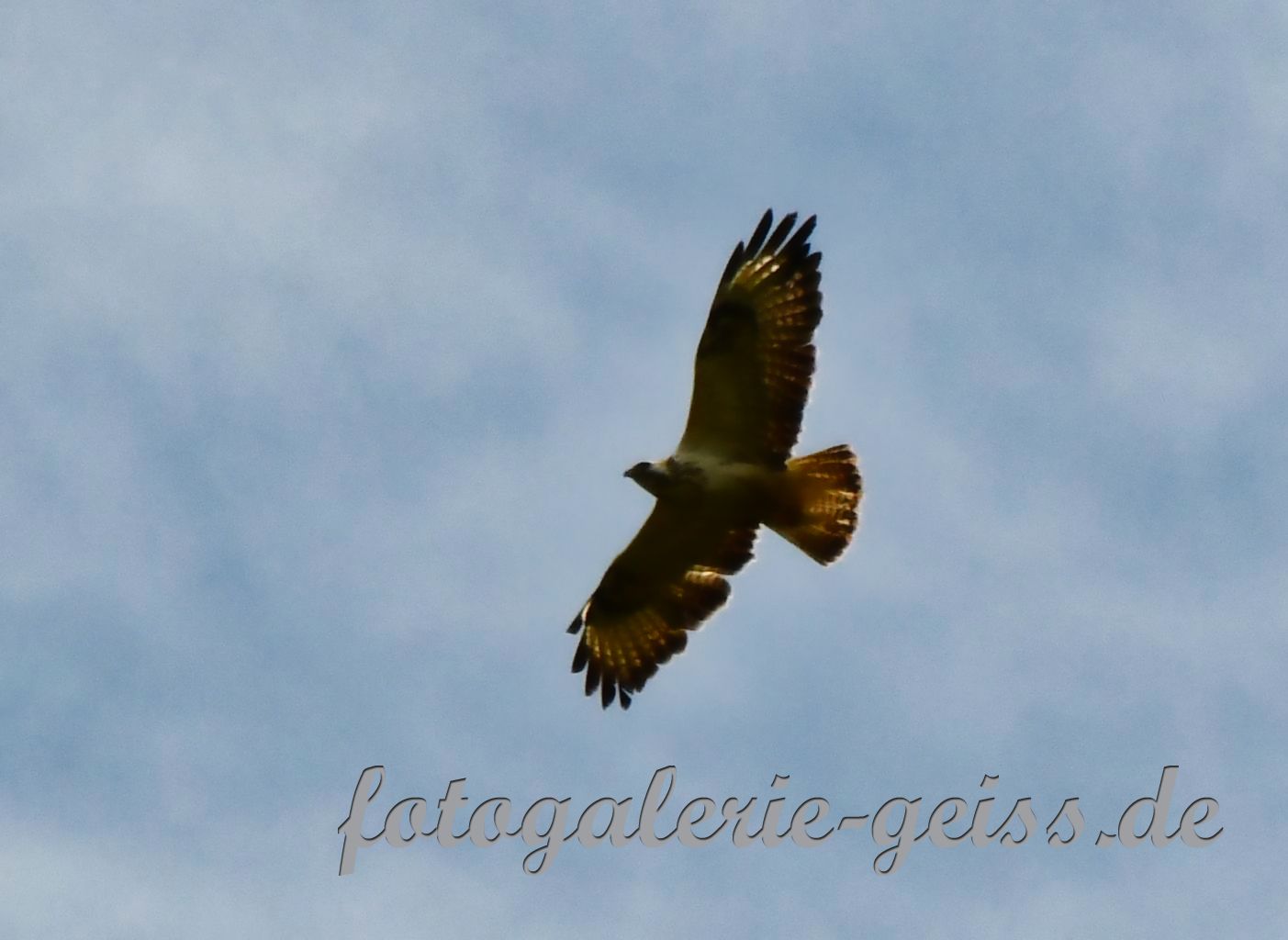 Roter Milan über den Weinbergen
