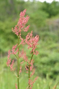 Sauerampferblüte