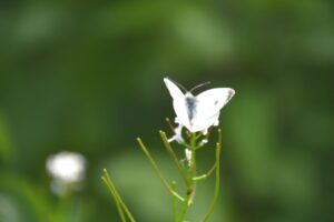 Schmetterling Weissling auf Blüte