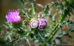 Schnecke auf einer alten Distelblüte