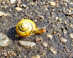 Schnecke in der Lüneburger Heide