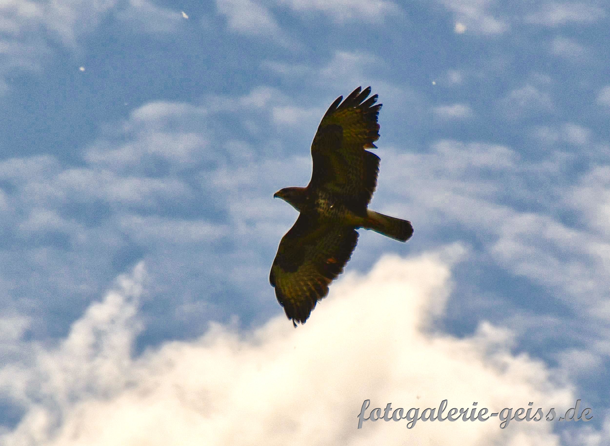 Schöner Raubvogel 1