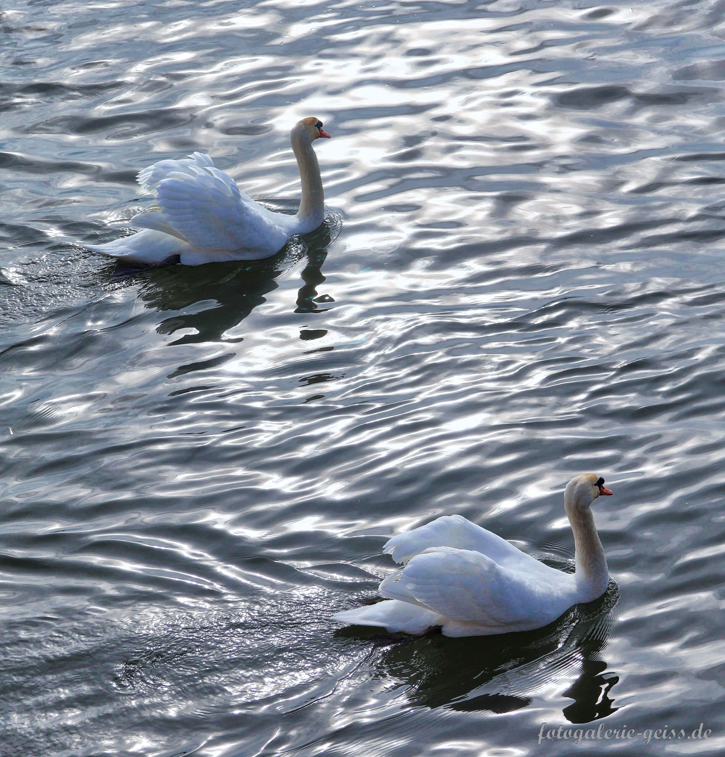 Schwäne auf dem Rhein