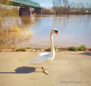 Schwan in Kostheim