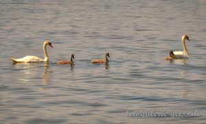 Schwanenfamilie auf dem Rhein I