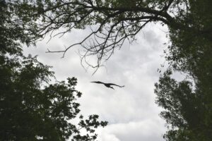 Storch im Anflug