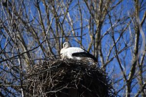 Storch im Nest I