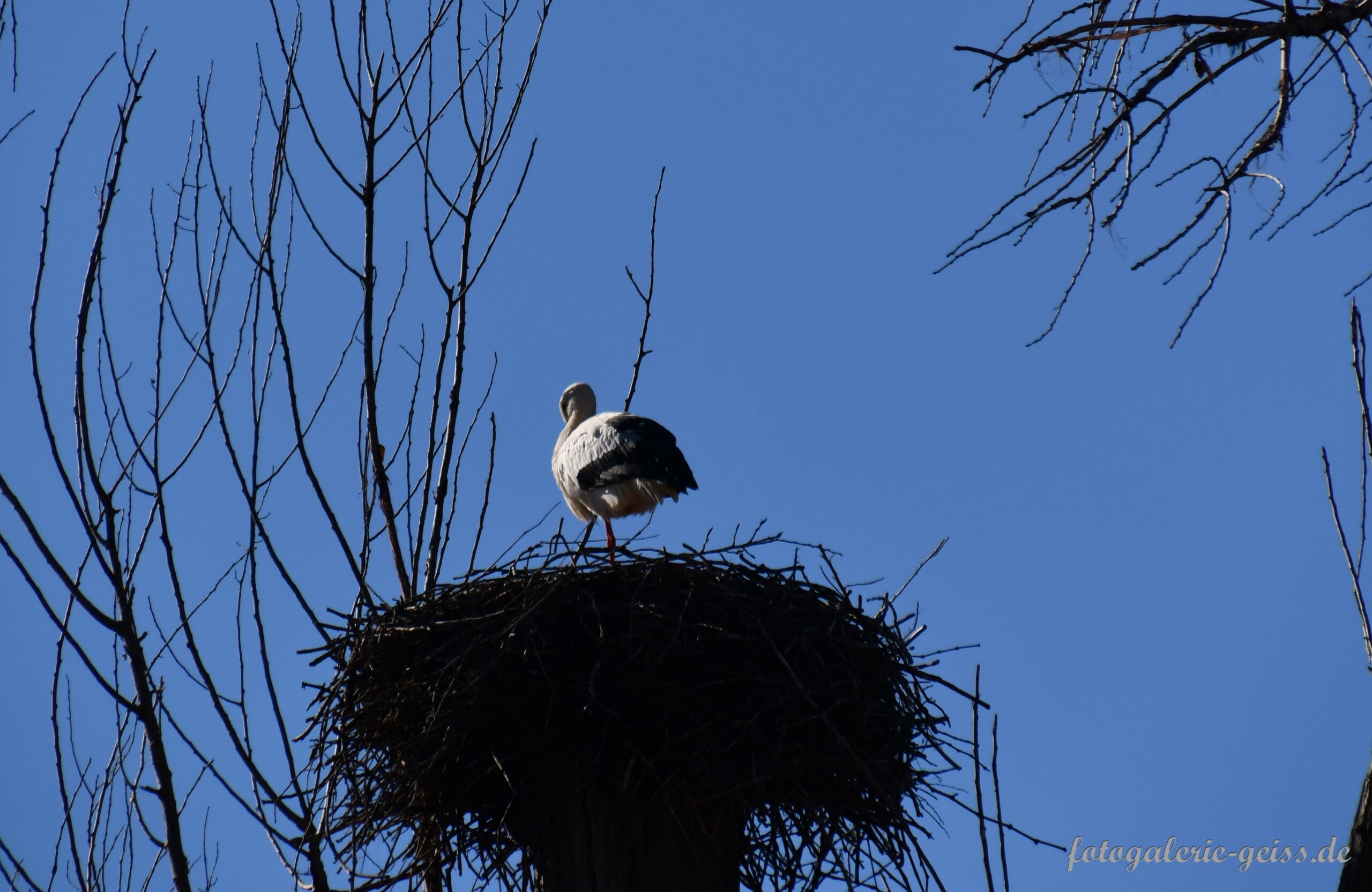Storch im Nest