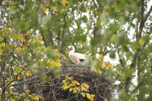 Storch in seinem Nest