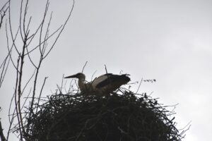 Storch in seinem Nest I