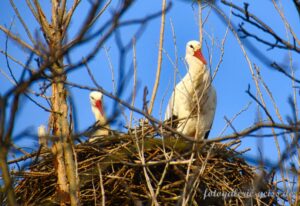 Storchenpaar auf einem Baum im Nest an der Hochheimer-Wiese bei Mainz-Kostheim III