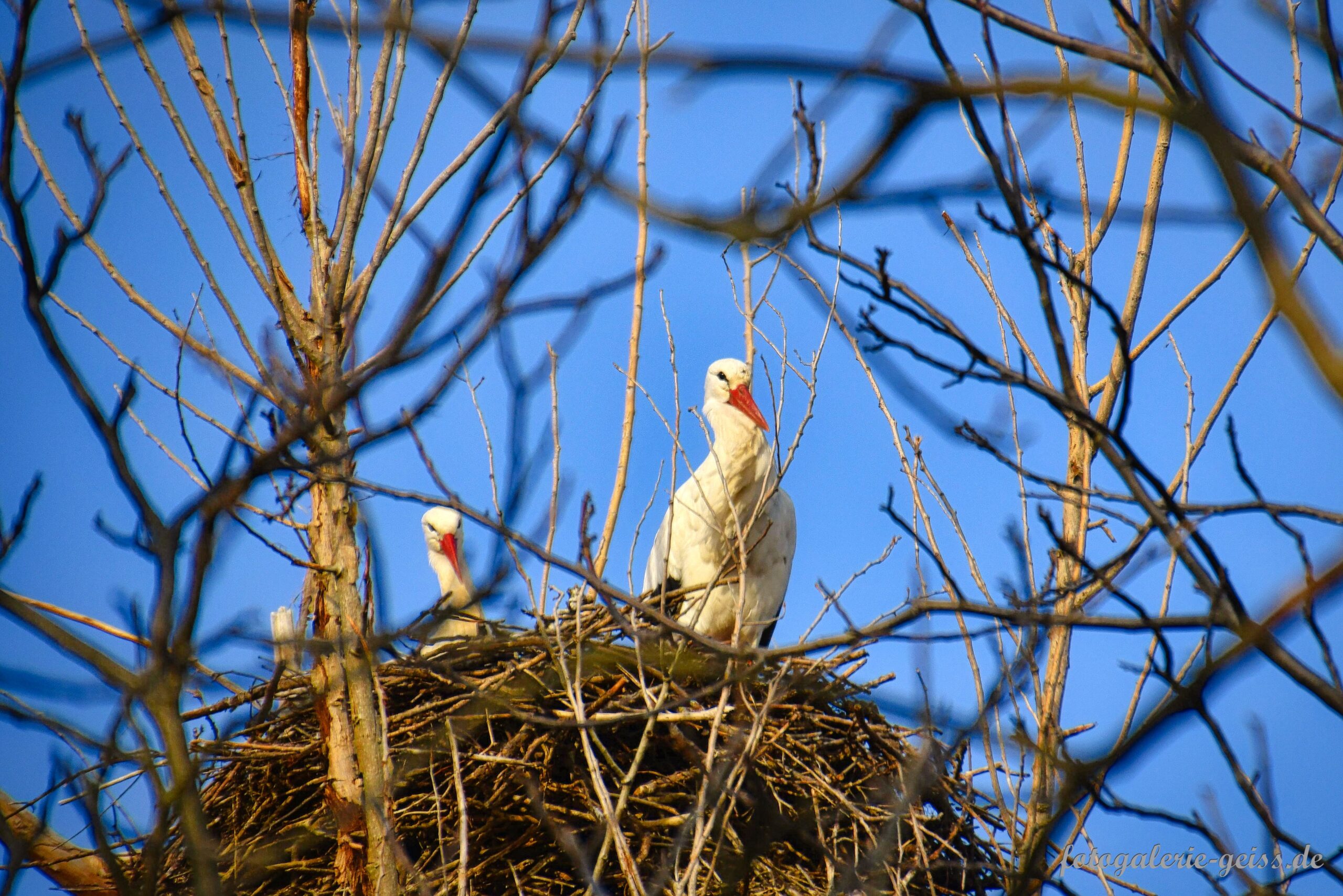 Storchenpaar auf einem Baum im Nest an der Hochheimer-Wiese bei Mainz-Kostheim