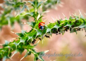 Süßer Marienkäfer auf einer Distel