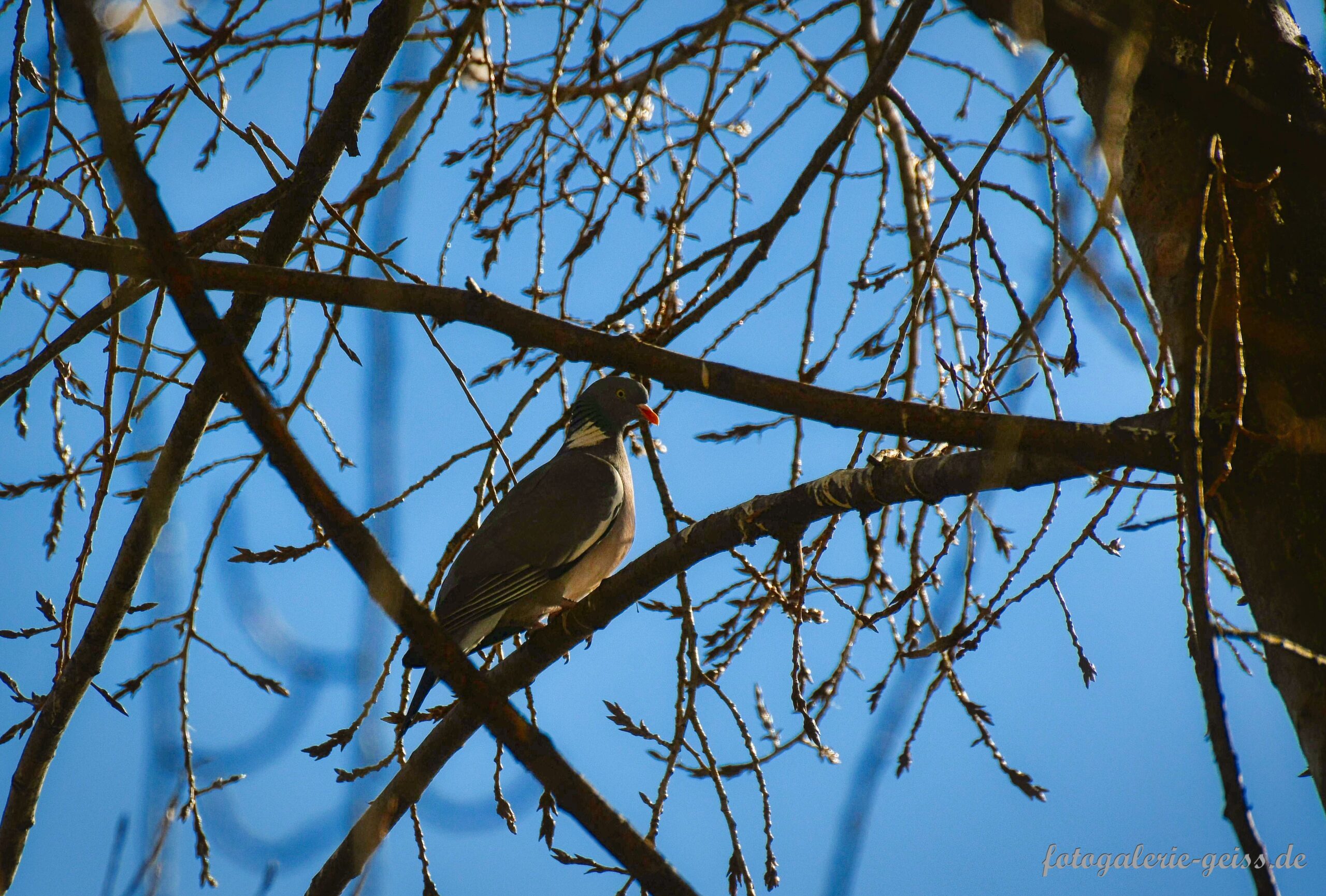 Taube am Kostheimer Hafen