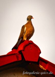 Taube auf dem Dach