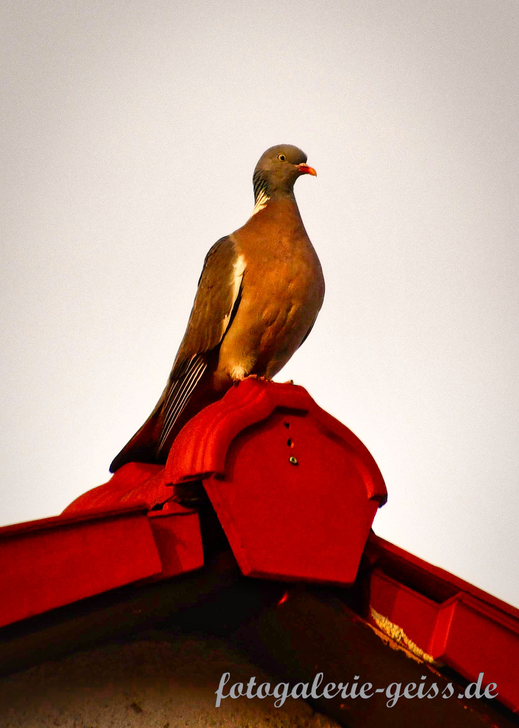 Taube auf dem Dach
