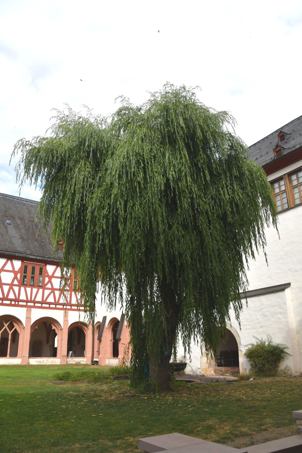 Trauerweide im Innenhof im Kloster Eberbach