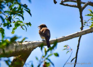 Vogel beim Spaziergang bei der Mönchbruchmühle I