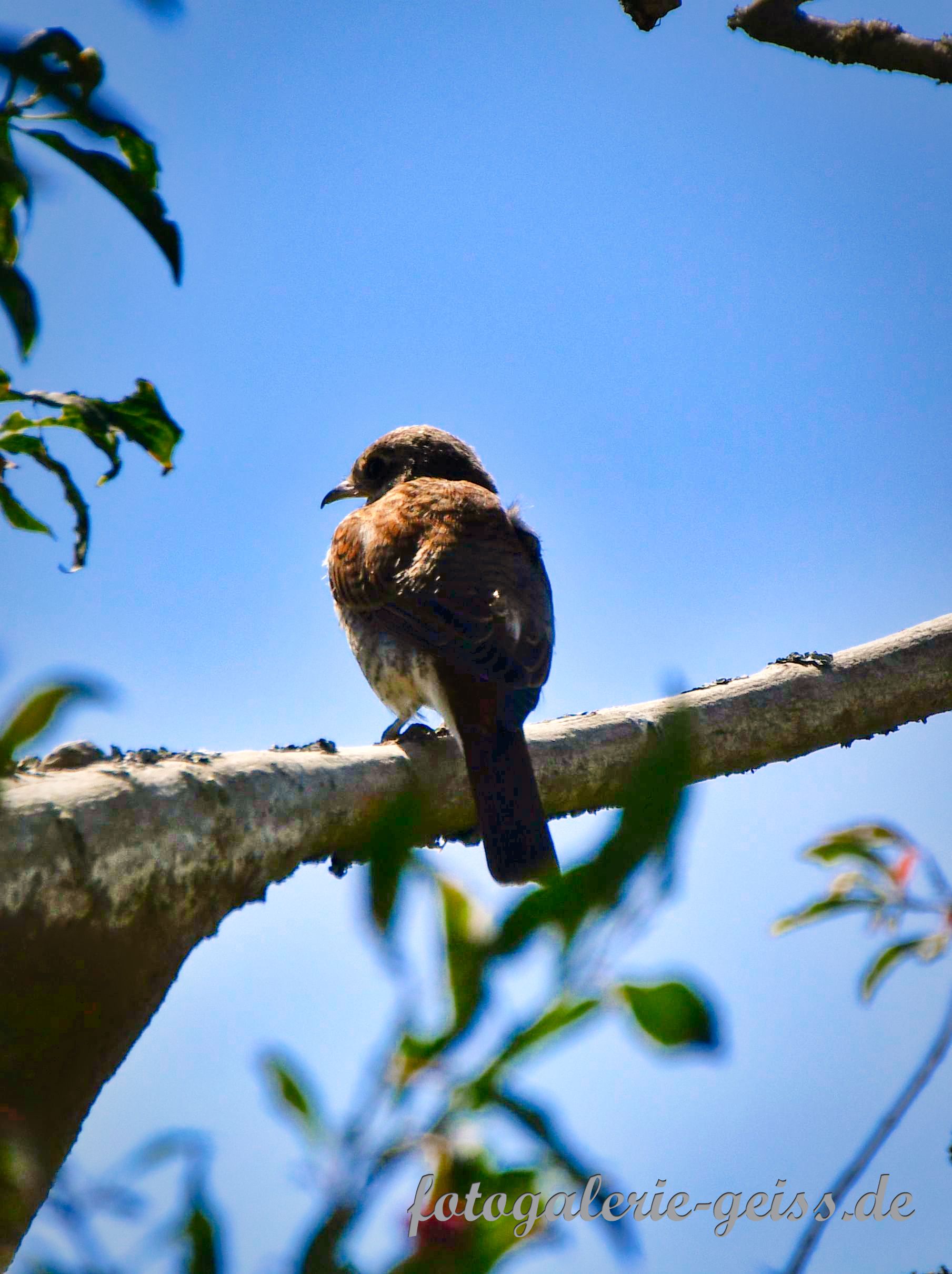 Vogel beim Spaziergang bei der Mönchbruchmühle