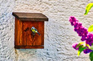 Vogel im Garten am Vogelhäuschen 1