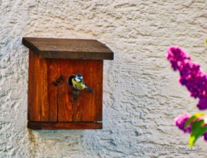 Vogel im Garten am Vogelhäuschen