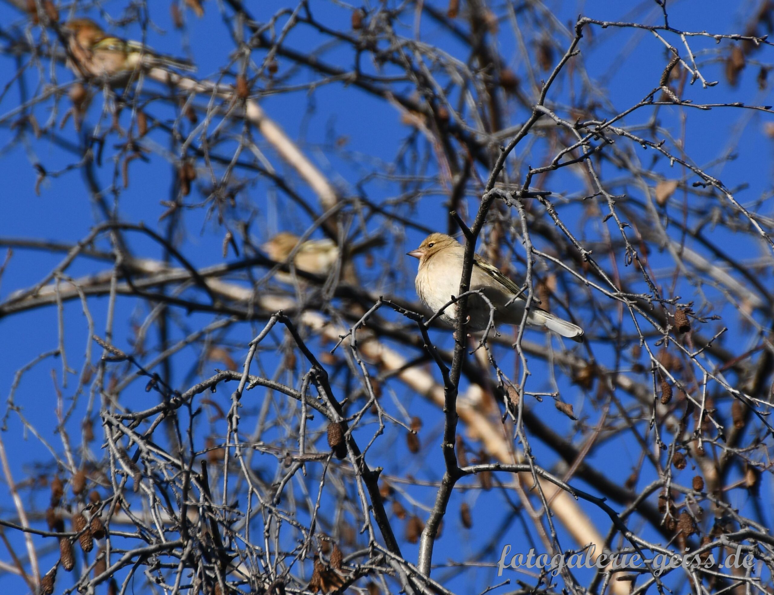 Vogel im Winter in einem Baum