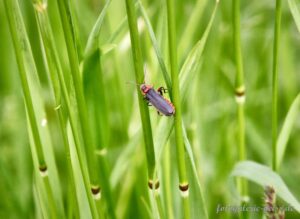 Weichkäfer (Cantharidae) auf Grashalmen