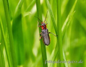 Weichkäfer (Cantharidae) auf Grashalmen Ia