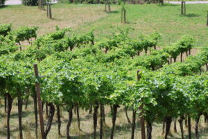 Weinberg auf der Insel Mainau im Bodensee - Juli 2023_78