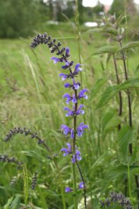 Wiesensalbei