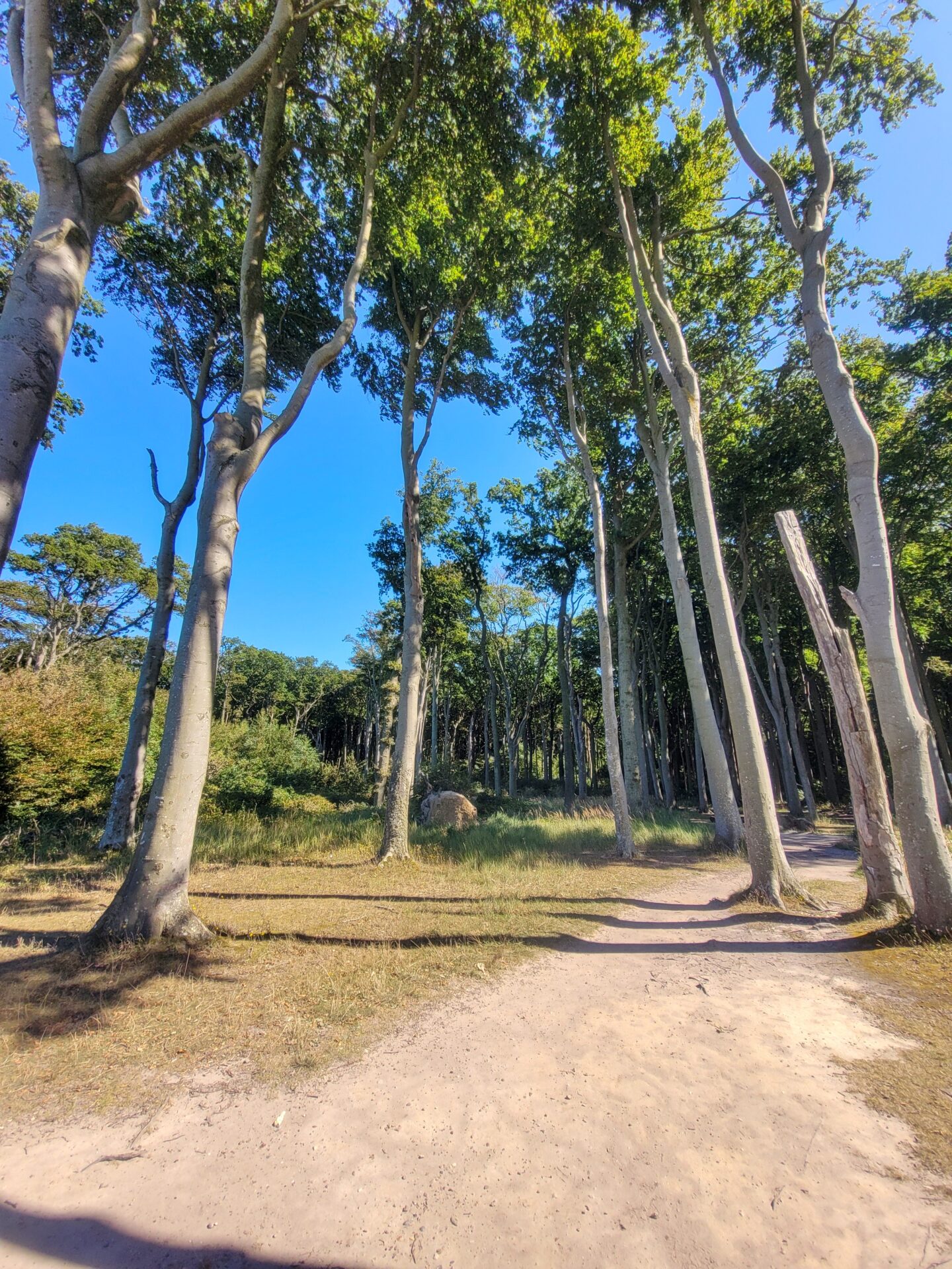Bäume an der Steilküste Nienhagen