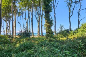 Blick Richtung Küste Nienhagen