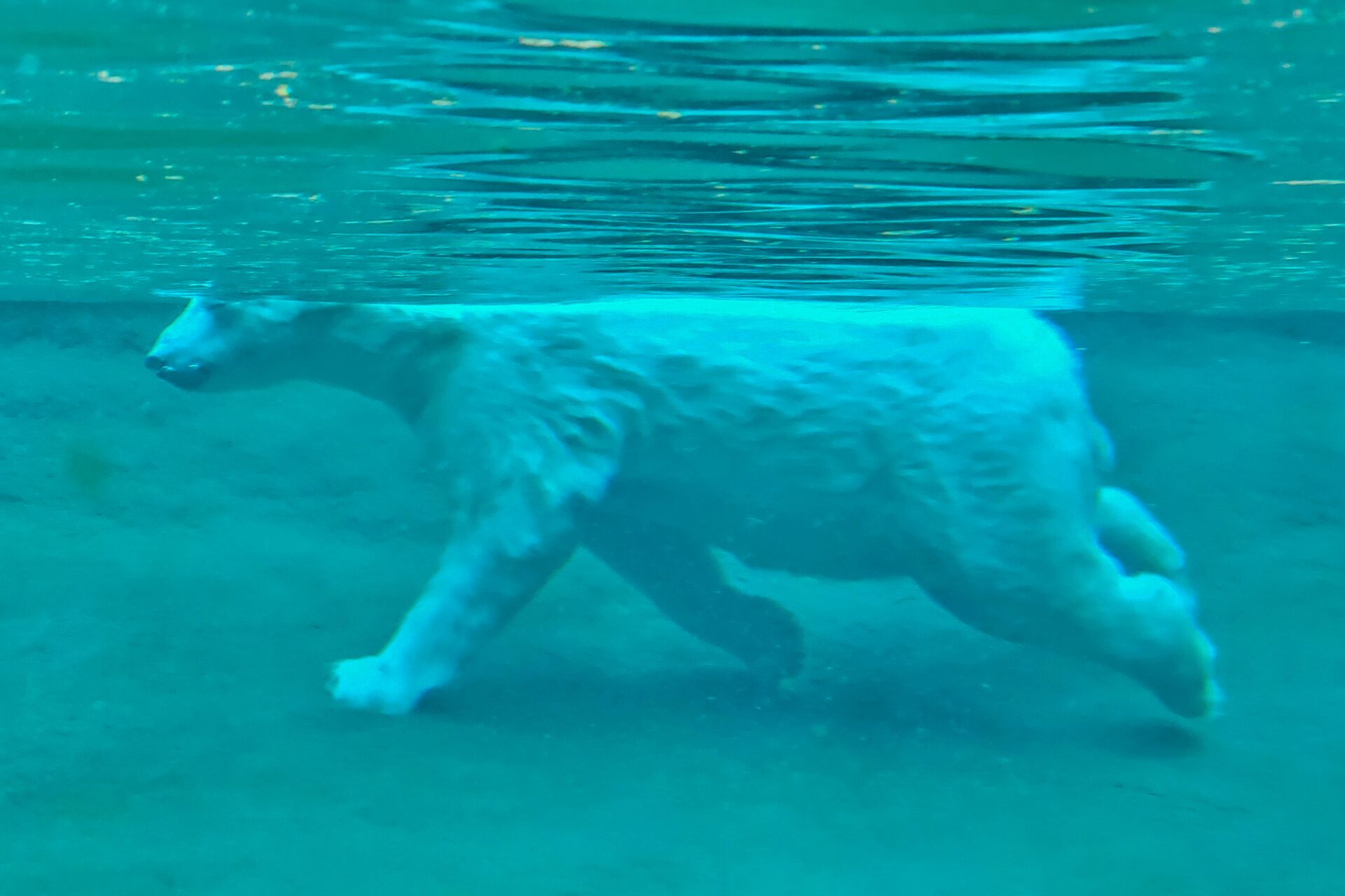 Eisbär unter Wasser - Rostocker Zoo