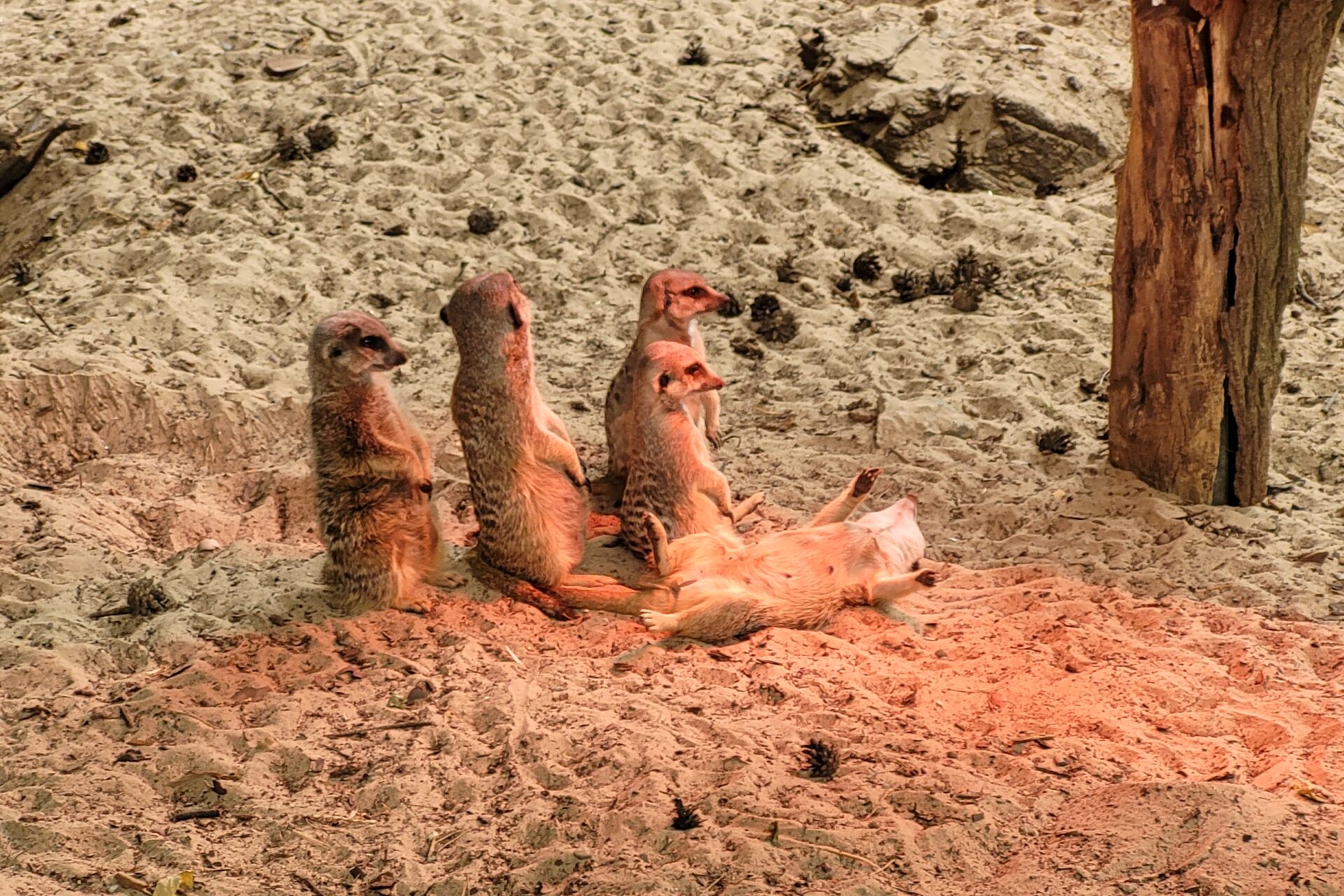 Erdmännchen - Rostocker Zoo