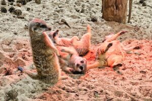 Erdmännchen - Rostocker Zoo