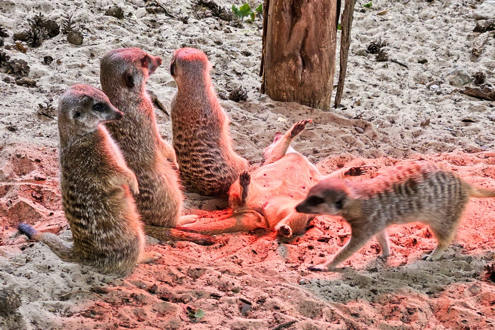 Erdmännchen - Rostocker Zoo