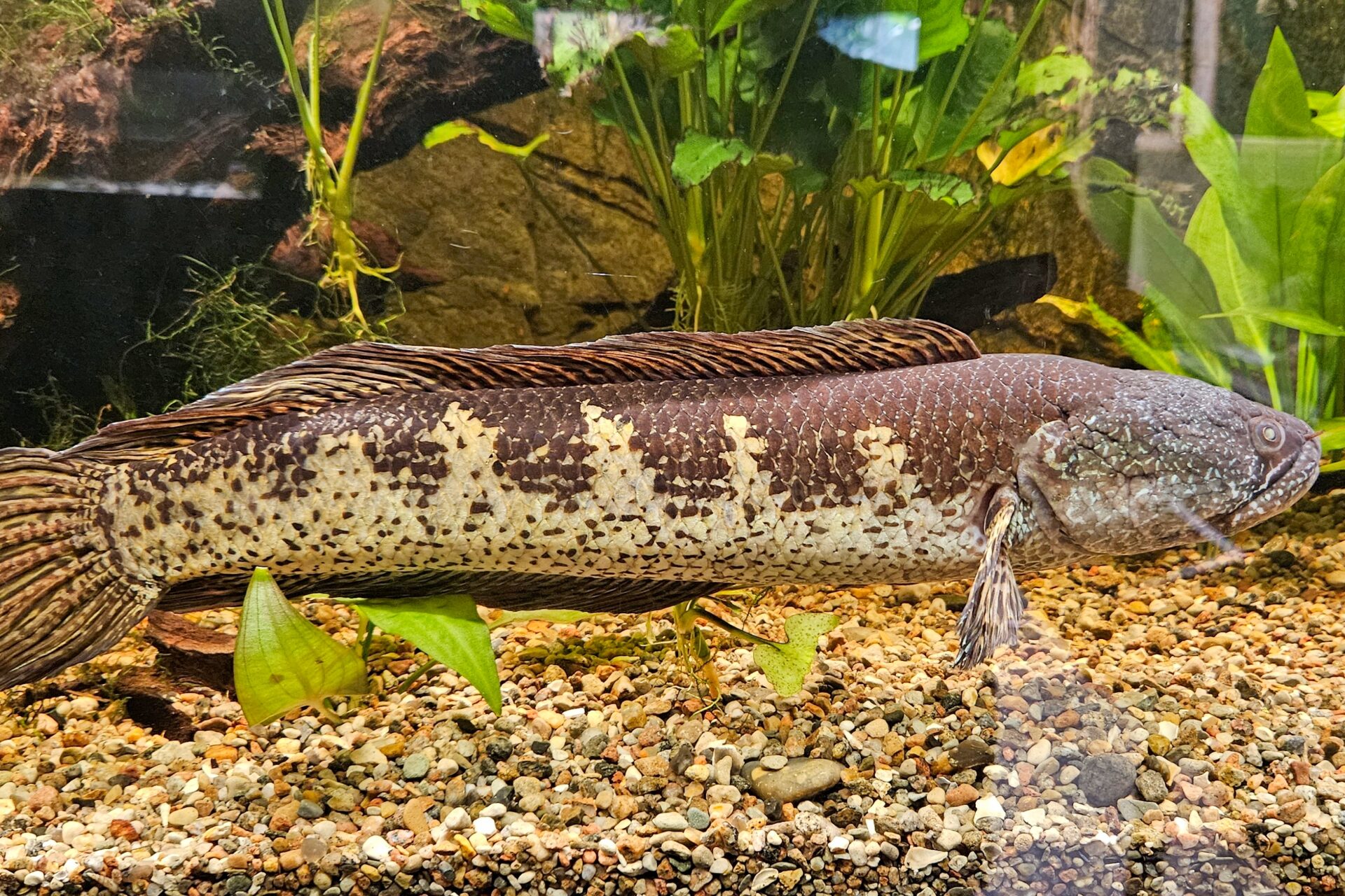 Fisch - Rostocker Zoo