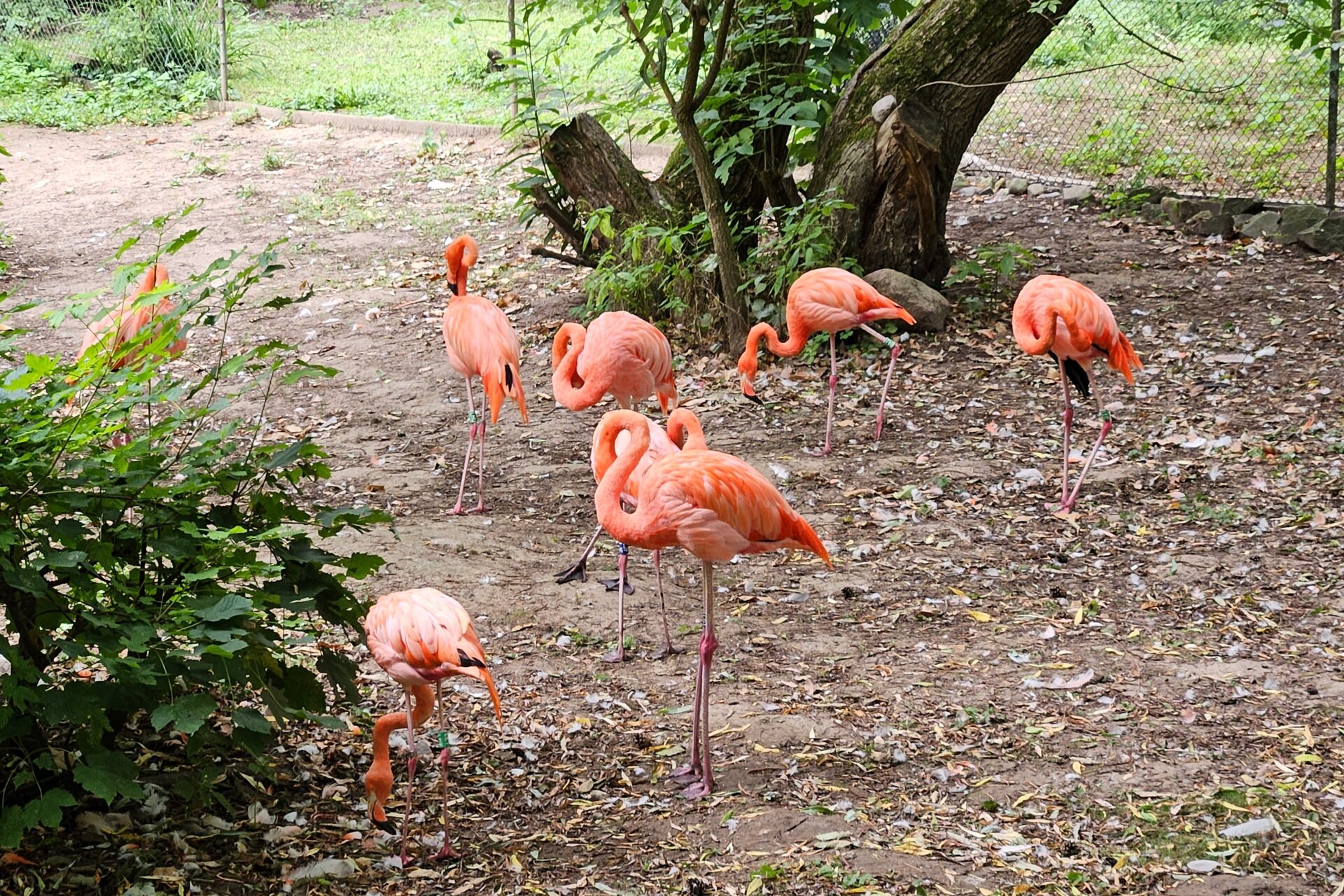 Flamingos - Rostocker Zoo