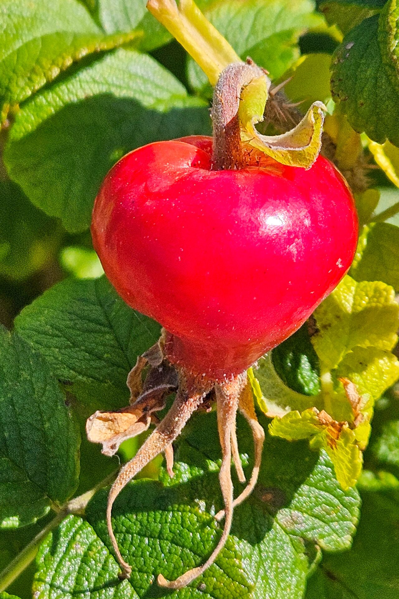 Frucht der Hagebutte